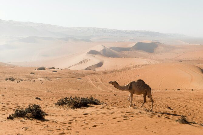 2 Days and 1 Night Private Wahiba Sands Desert Tour - The Sum Up