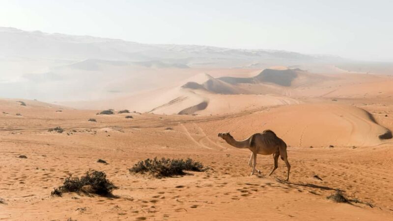2 Days and 1 Night Private Wahiba Sands Desert with Wadi - Practical Tips and Considerations