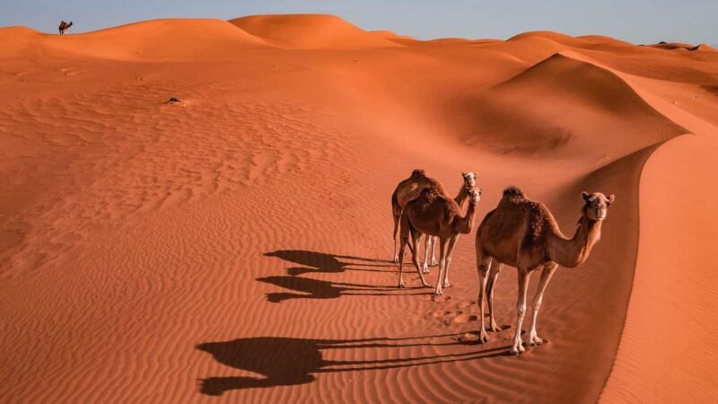 2 Days and 1 Night Private Wahiba Sands Desert with Wadi - Authentic Experiences and Reviews