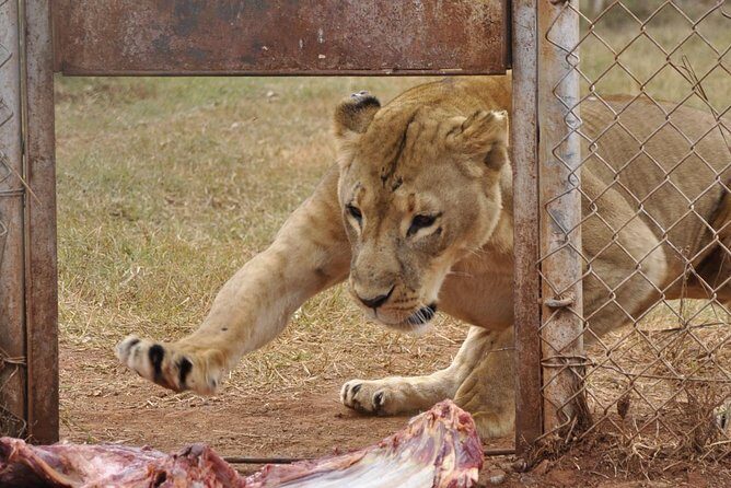 2 Days at Amboseli National park - An In-Depth Look at the Amboseli Experience