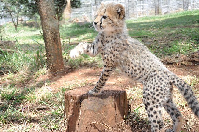 2 Days at Amboseli National park - FAQs