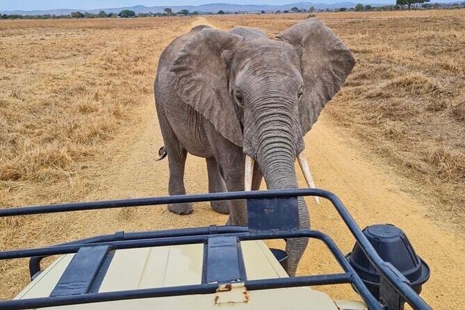 2 Days Best Safari to Mikumi National Park - Practical Details & Tips for Travelers