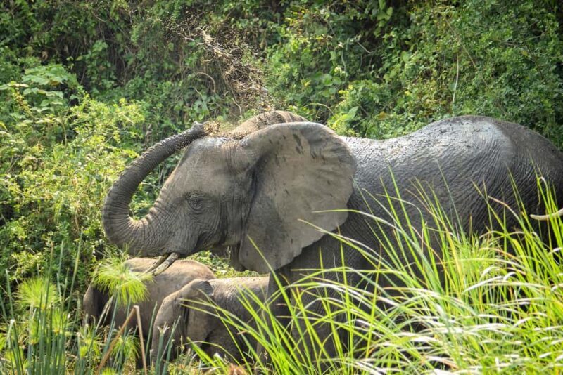 2 Days Big five Safari with Boat in Murchison Falls - The Experience in Detail