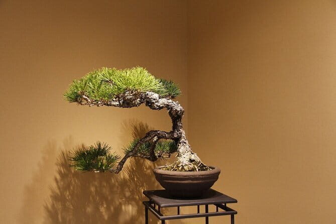 2 Days BONSAI Experience in Kagawa - A Detailed Look at the 2-Day Bonsai Experience in Kagawa