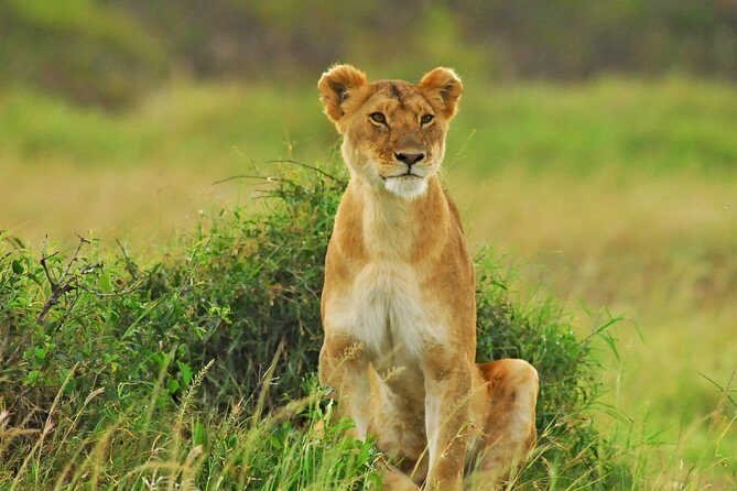 2 Days Budget Safari Masai Mara - Key Points