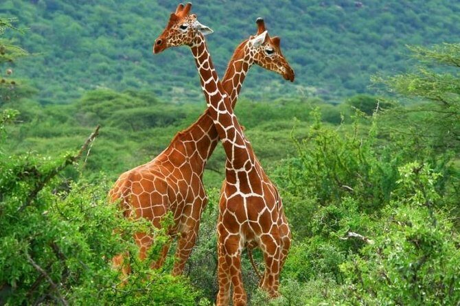 2 Days Budget Safari Masai Mara - An Overview of the 2-Day Masai Mara Safari Experience