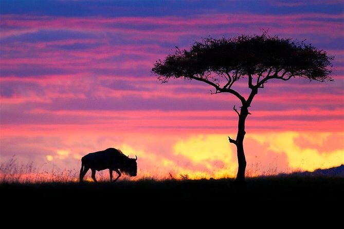 2 Days Budget Safari Masai Mara - The Value of This Safari