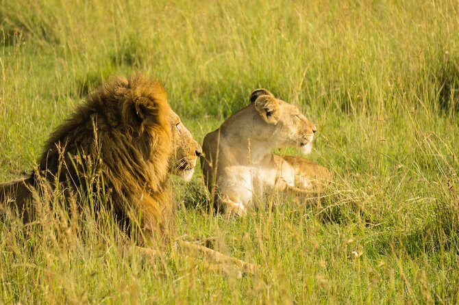 2 Days Budget Safari Masai Mara - The Sum Up: Is This Safari Worth It?