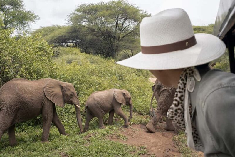2-Days Budget Safari Tarangire & Ngorongoro from Zanzibar - Who Will Love This Tour?