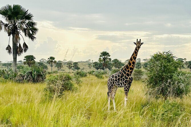 2 Days Budget Safari to Murchison Falls National Park - FAQs