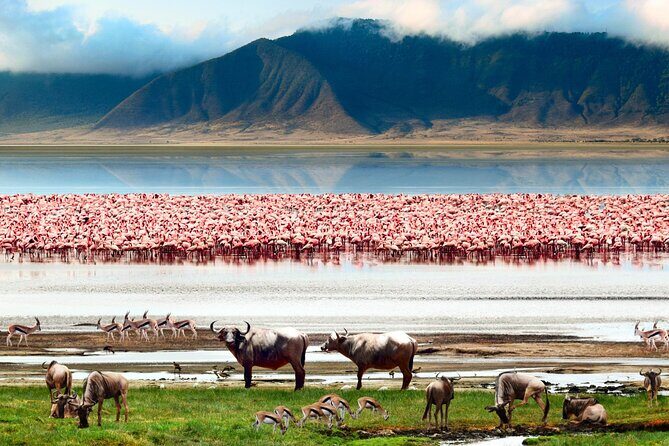 2 Days Camping Group Joining Tarangire Ngorongoro Crater Safari - The Sum Up