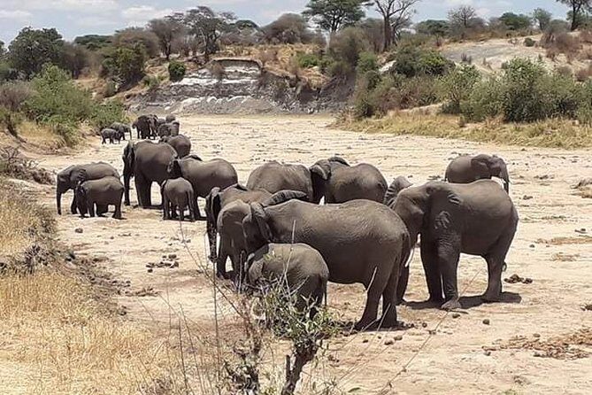 2 Days Camping Safari, Lake Manyara & Ngorongoro Crater - Final Thoughts
