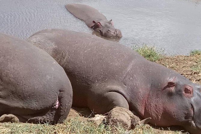 2 Days Camping Safari, Lake Manyara & Ngorongoro Crater - Who Should Consider This Tour?