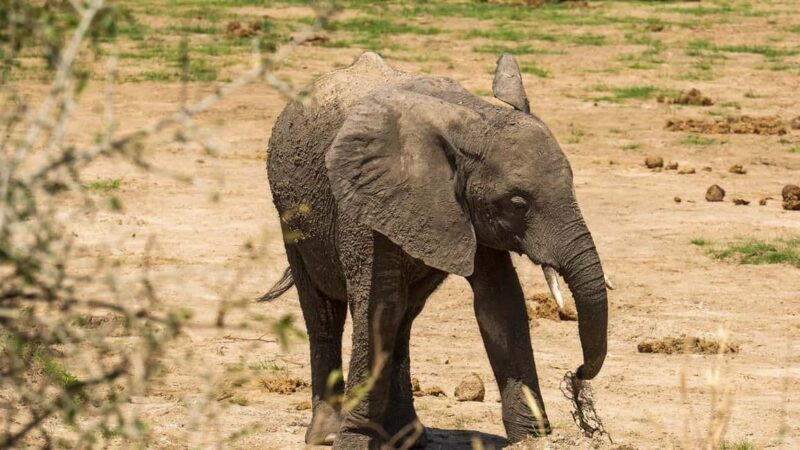 2 Days Cheap Mikumi NP Safari & Maasai Cultural Tour - Key Points