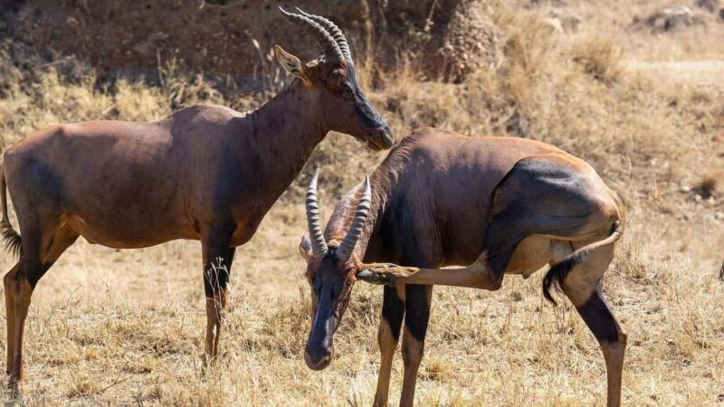 2 Days Cheap Mikumi NP Safari & Maasai Cultural Tour - Visiting the Maasai Village: A Cultural Highlight