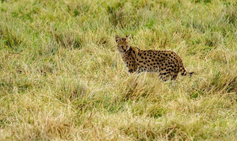 2 Days Cheap Mikumi NP Safari & Maasai Cultural Tour - Day 2: The Main Event — Full-Day Game Safari
