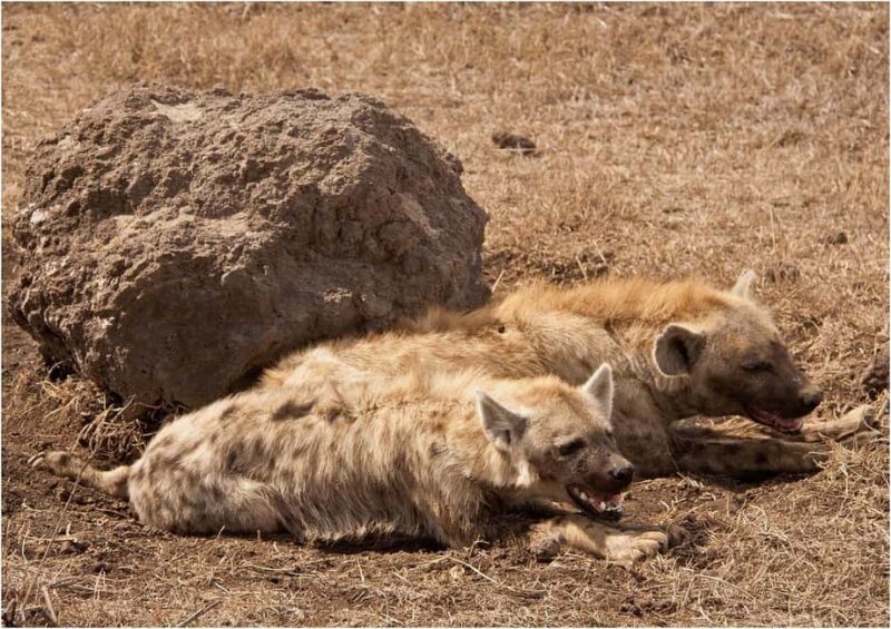 2 Days Cheap Mikumi NP Safari & Maasai Cultural Tour - Final Thoughts