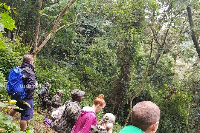 2 Days Chimpanzee trekking & Canopy Walk in Nyungwe National Park - The Detailed Experience Breakdown