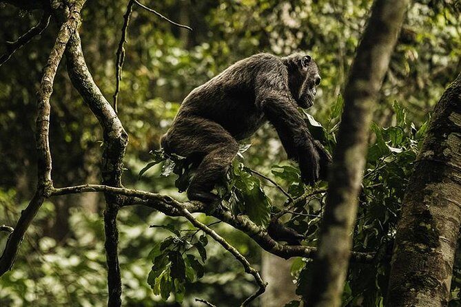 2 Days Chimpanzees trekking Tour and Canopy walk Adventure - Practical Tips for Your Trip