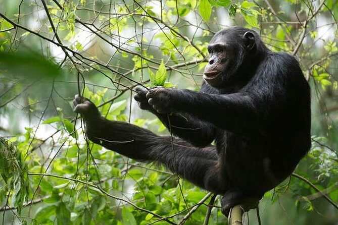 2 Days Chimpanzees trekking Tour and Canopy walk Adventure - FAQs
