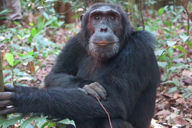 2 Days Chimpazee Safari In kibale Forest Park Uganda. - Exploring the 2-Day Chimpanzee Safari in Kibale Forest Park, Uganda