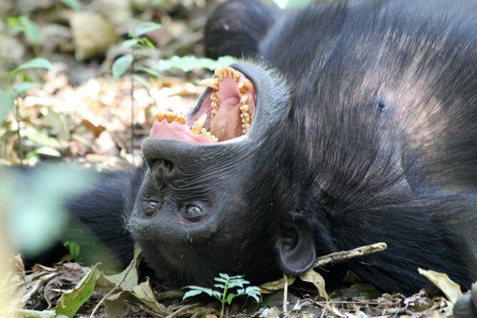 2 Days Chimpazee Safari In kibale Forest Park Uganda. - The Itinerary Breakdown: What to Expect