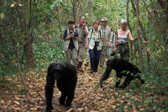 2 Days Chimpazee Safari In kibale Forest Park Uganda. - Who Is This Tour Best For?