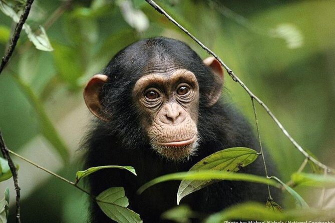 2 Days Chimpazee Safari In kibale Forest Park Uganda. - The Sum Up