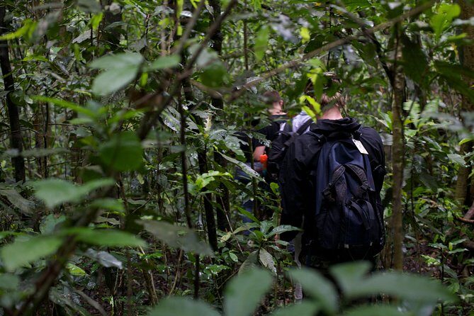 2 Days Chimpazee Safari In kibale Forest Park Uganda. - Frequently Asked Questions
