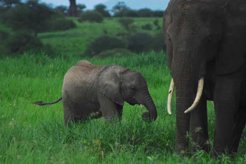 2-Days classic safari to Mikumi by train from Dar-es-Salaam - Introduction