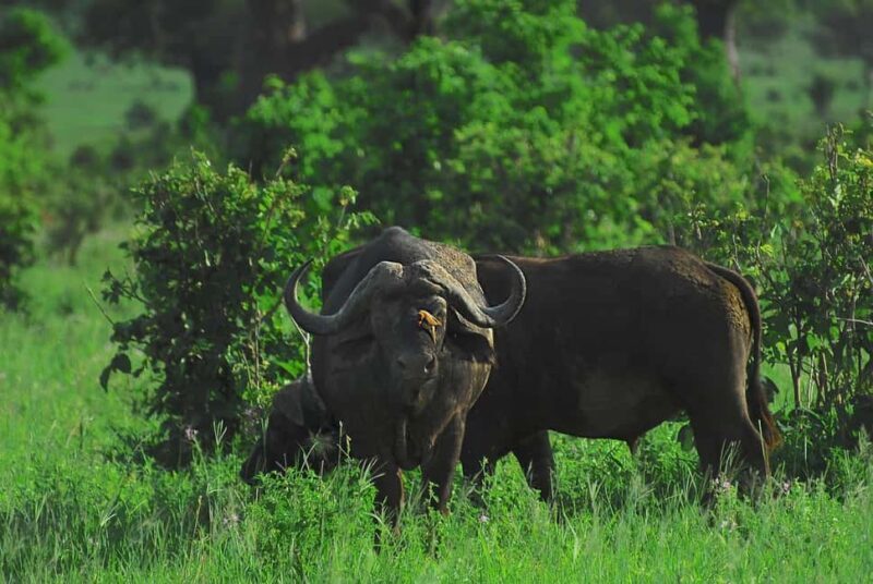 2-Days classic safari to Mikumi by train from Dar-es-Salaam - What Travelers Can Expect & Practical Details