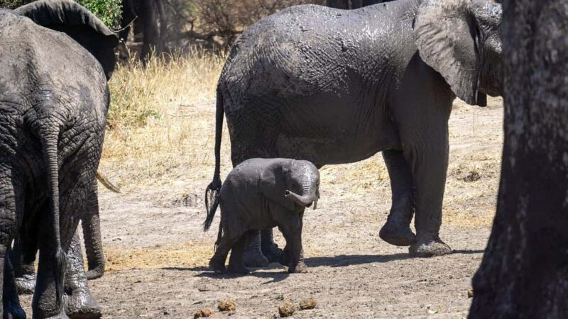 2-Days classic safari to Mikumi N. Park from Dar-es-Salaam - Key Points