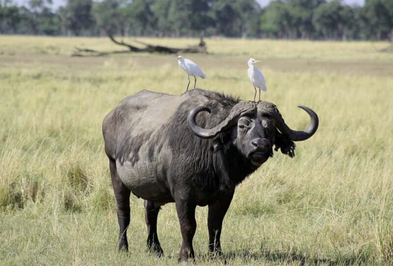 2-Days comfortable safari to Mikumi Park from Dar-es-Salaam - Key Points
