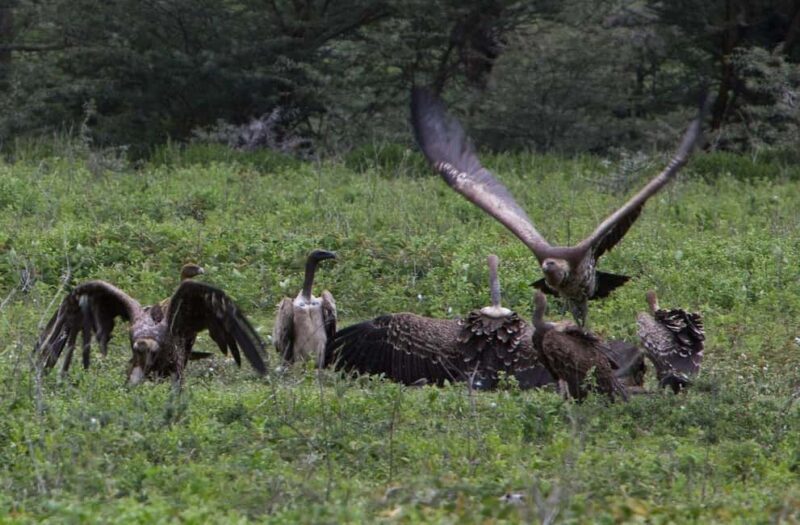 2-Days comfortable safari to Mikumi Park from Dar-es-Salaam - The Details: A Deep Dive into the 2-Day Mikumi Safari
