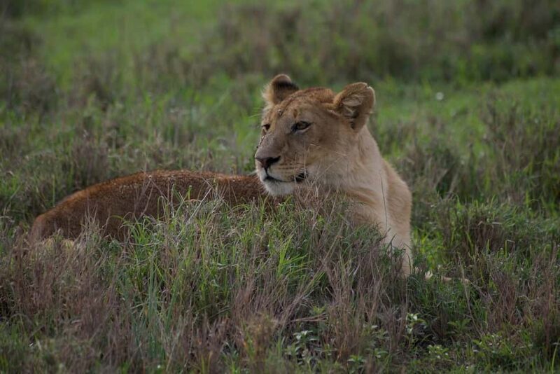 2-Days comfortable safari to Mikumi Park from Dar-es-Salaam - Final Thoughts
