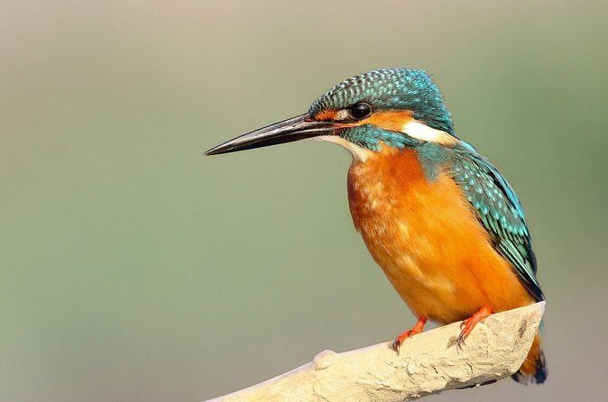 2 days Dalat bird watching tour - Detailed Review of the 2-Day Dalat Bird Watching Tour