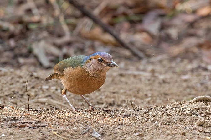 2 days Dalat bird watching tour - Day 1: The Birds of Ta Nung Valley & Tuyen Lam Lake