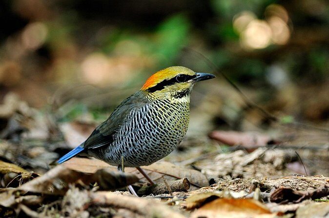 2 days Dalat bird watching tour - Accommodation & Meals