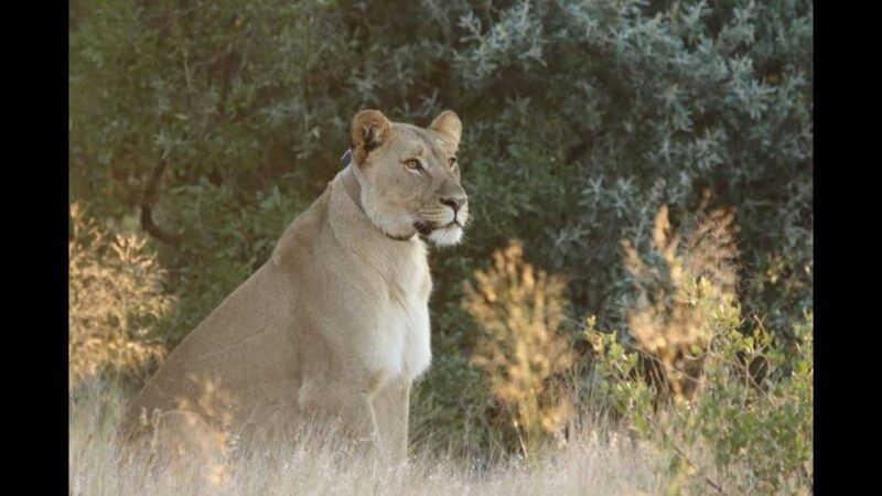 2 Days Discover the roots of N/a'ankuse Tour - An Authentic Introduction to Namibia’s Wildlife Rescue  