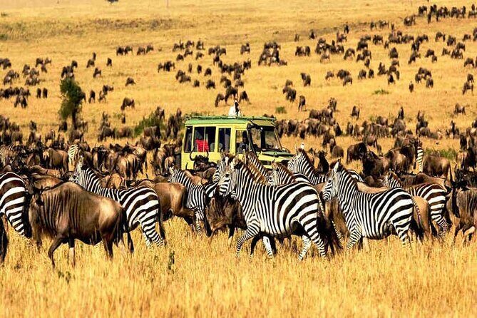 2 Days Enjoy Serengeti National Park with Balloon Safari - Practical Tips for Future Travelers