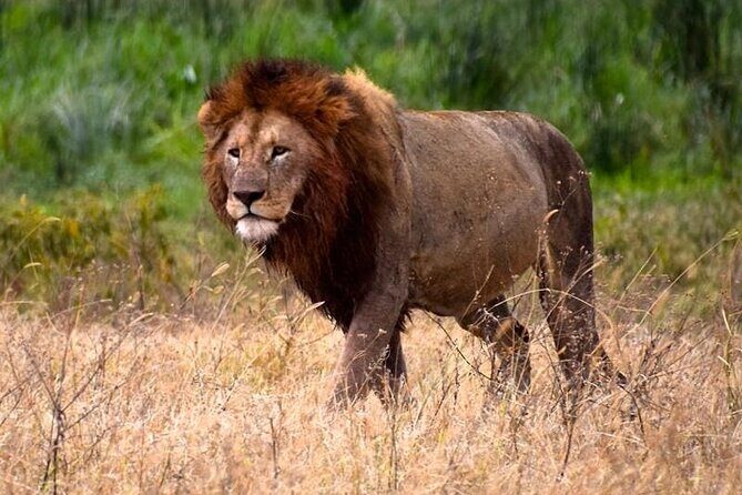 2 Days Enjoy Serengeti National Park with Balloon Safari - FAQ