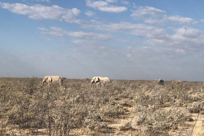 2 Days Etosha Safari Guided Tour - Key Points