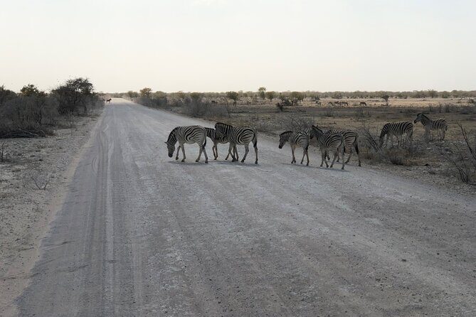 2 Days Etosha Safari Guided Tour - Final thoughts