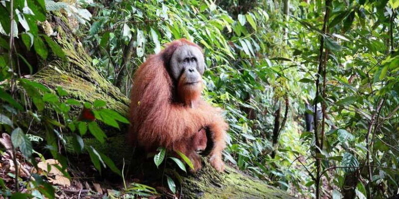 2-days-expedition-from-bukit-lawang-connect-with-nature
