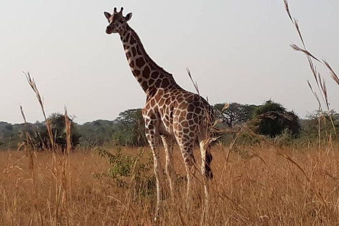 2 Days Family Safari to Murchison Falls Park Uganda - Who Should Consider This Safari?