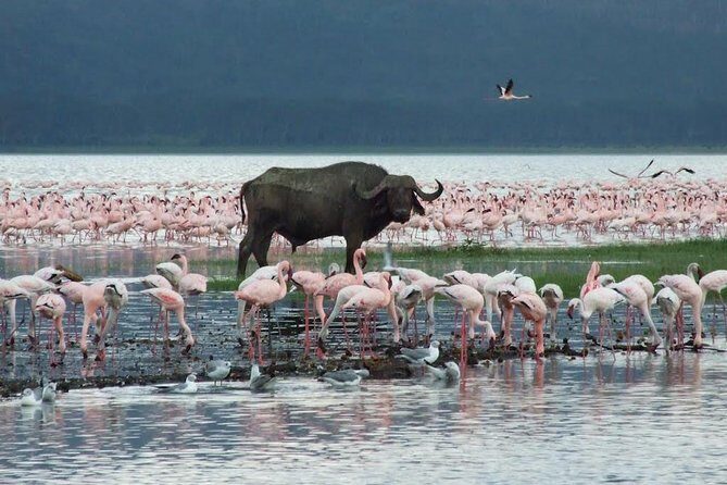 2 Days Flamingo Tour to Lake Bogoria & Lake Nakuru From Nairobi - Practical Tips for Travelers