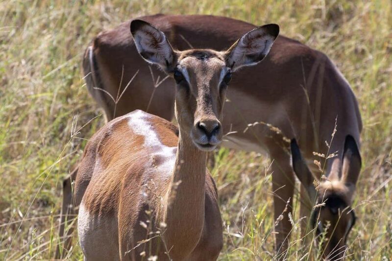 2 DAYS FLIGHT SAFARI ADVENTURE FROM ZANZIBAR TO NYERERE - The Authentic Wildlife Experience