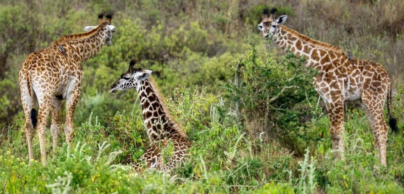 2 DAYS FLIGHT SAFARI ADVENTURE FROM ZANZIBAR TO NYERERE - Final Thoughts – Is It Worth It?