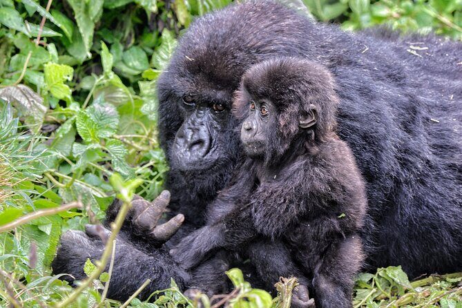 2 Days Gorilla & Golden Monkey Trekking Safaris - Frequently Asked Questions  