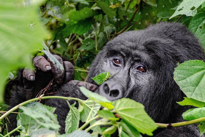 2 Days Gorilla Trekking Rwanda - In-Depth Review of the 2 Days Gorilla Trekking Rwanda Tour